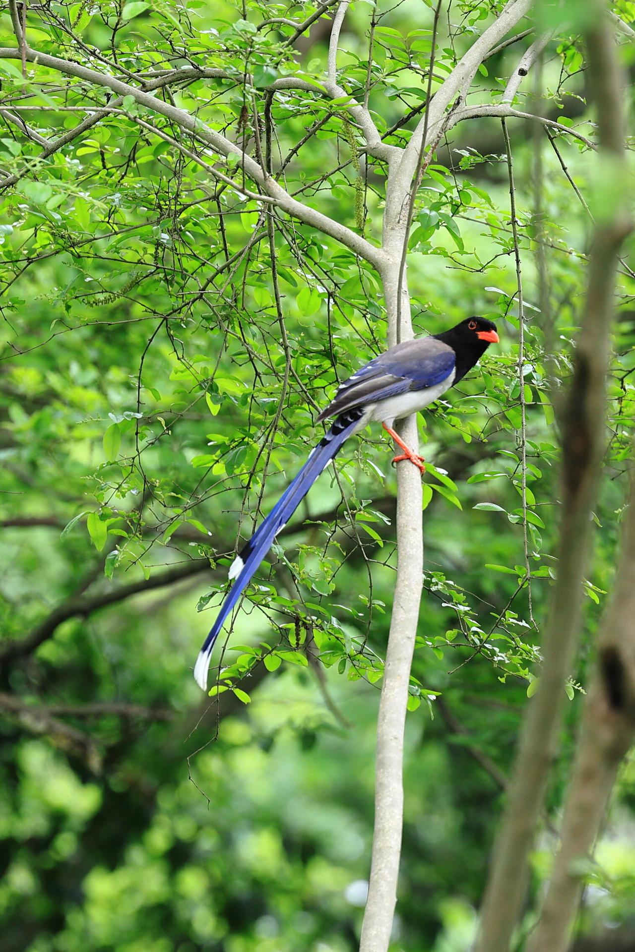 青枝叠翠间，你偏安一隅静立。黑羽衬着鲜亮红喙，蓝尾拖着一抹莹白，把长天旷野的灵秀