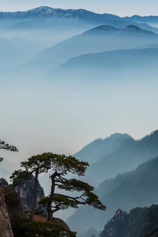 松生岩缝中，
根深身姿挺。
阳光风雨中，
千姿百态美。
