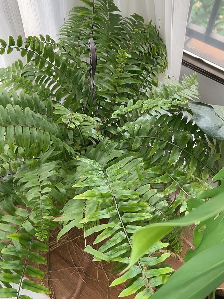 在阳台上种绿植，波士顿蕨，好好看，绿意盎然，生机勃勃！