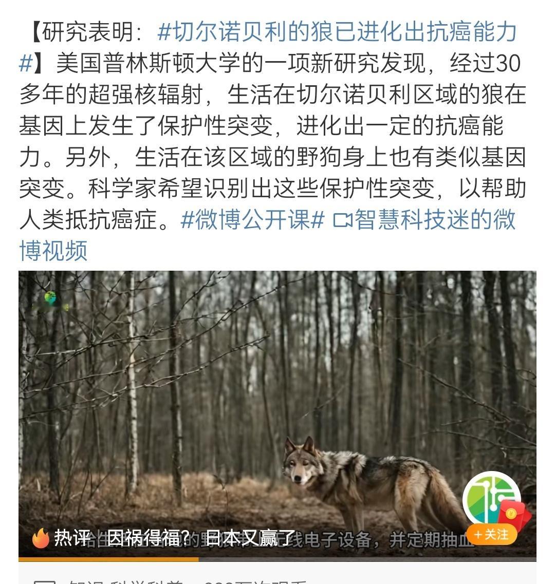 #切尔诺贝利的狼已进化出抗癌能力#照美国大学研究结论，那日本人赚大发了，1945