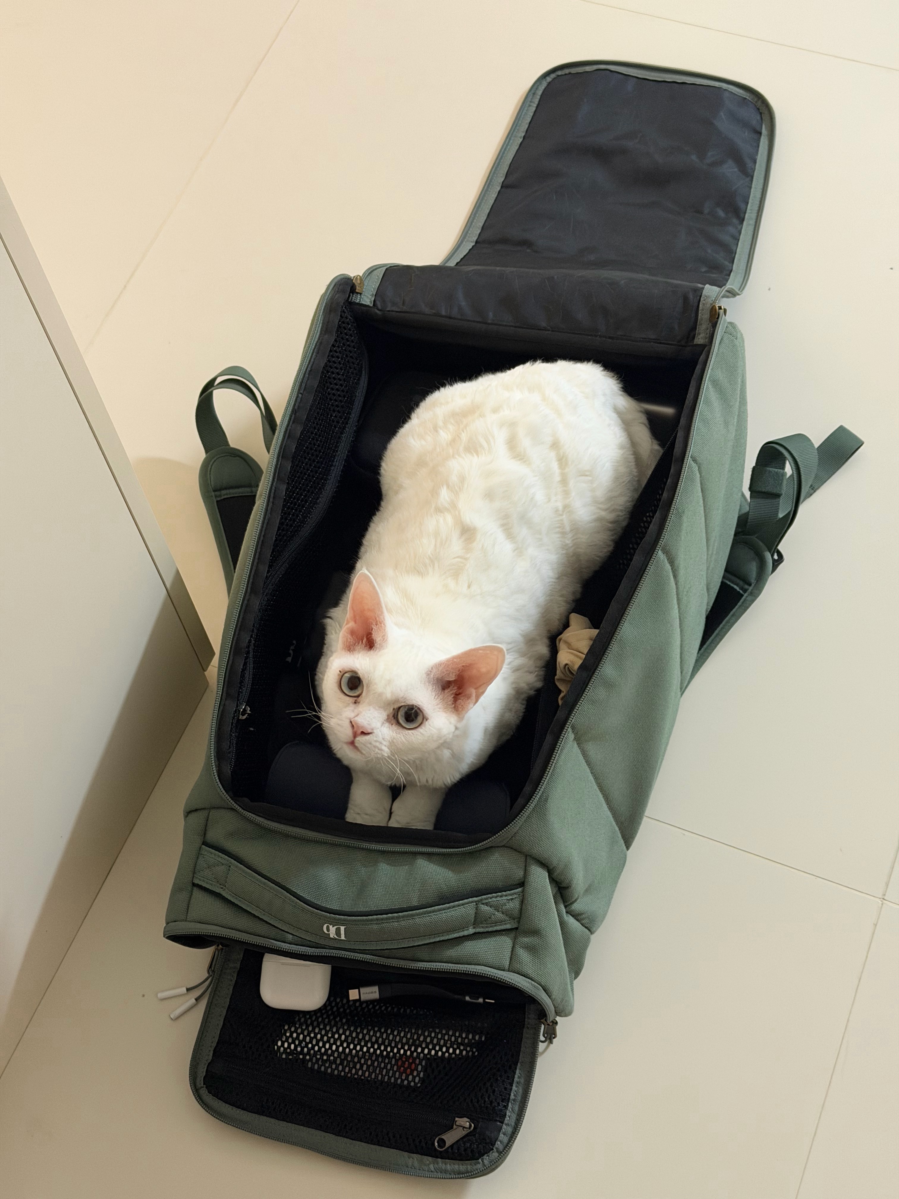 猫窝回家了[doge] ​​​