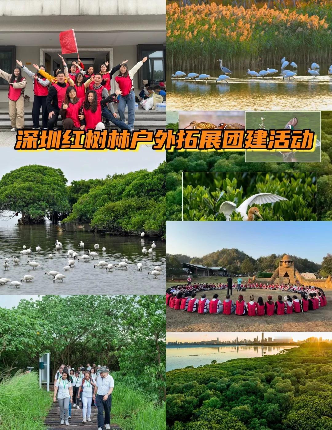 深圳红树林户外拓展训练 | 红树林生态团建
 深圳红树林简介及团建拓展训练营项目