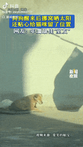 河北，一狗狗和猫咪晒太阳，狗狗先醒了，它突然发现太阳晒不到了，然后狗狗拉着狗窝和