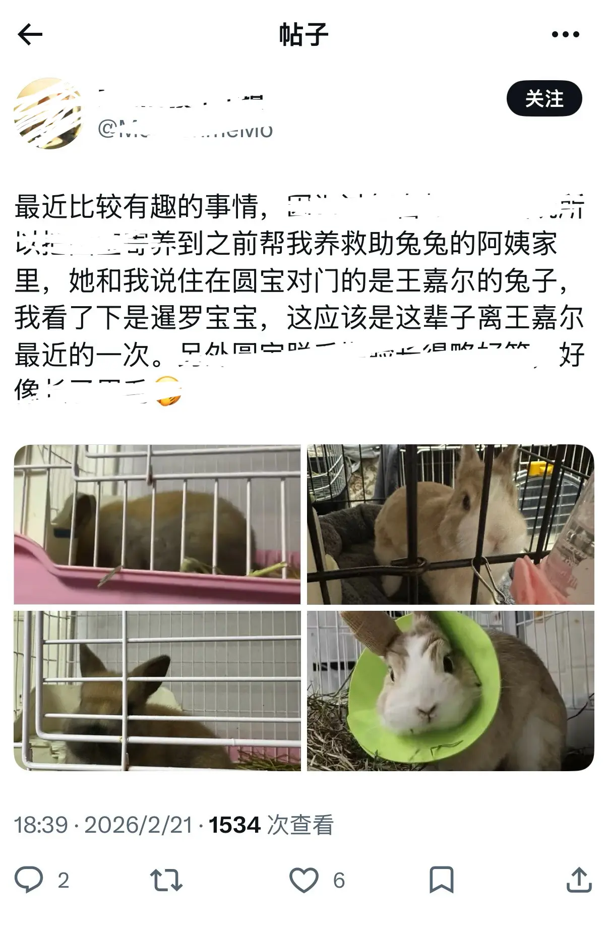 最终还是想办法养了魔术兔兔的小嘉🥹。