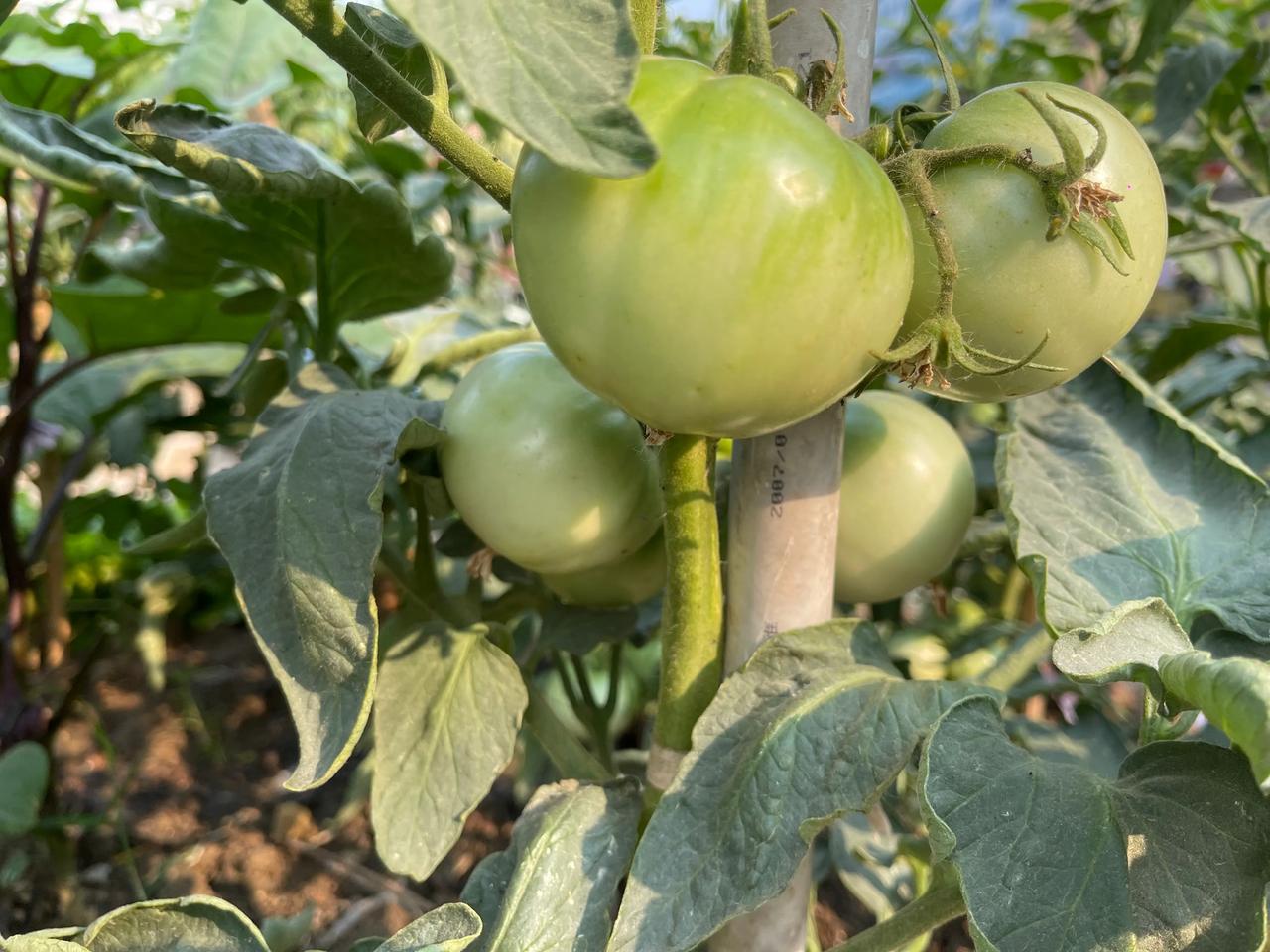 应季蔬菜已经挂满果实，再过半个月就可以上市了！最近天气干旱，要及时灌溉了。