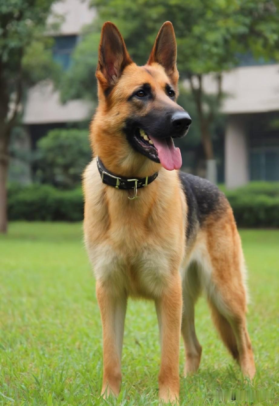 首都北京养犬草案松绑？全体不养狗市民谁能安心！《北京市养犬管理规定》二审修订内容