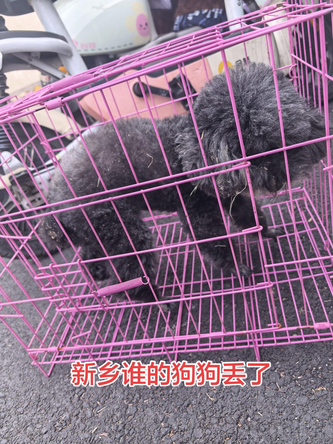捡到一只黑泰迪，才剪过毛一周左右，目前放在@关爱