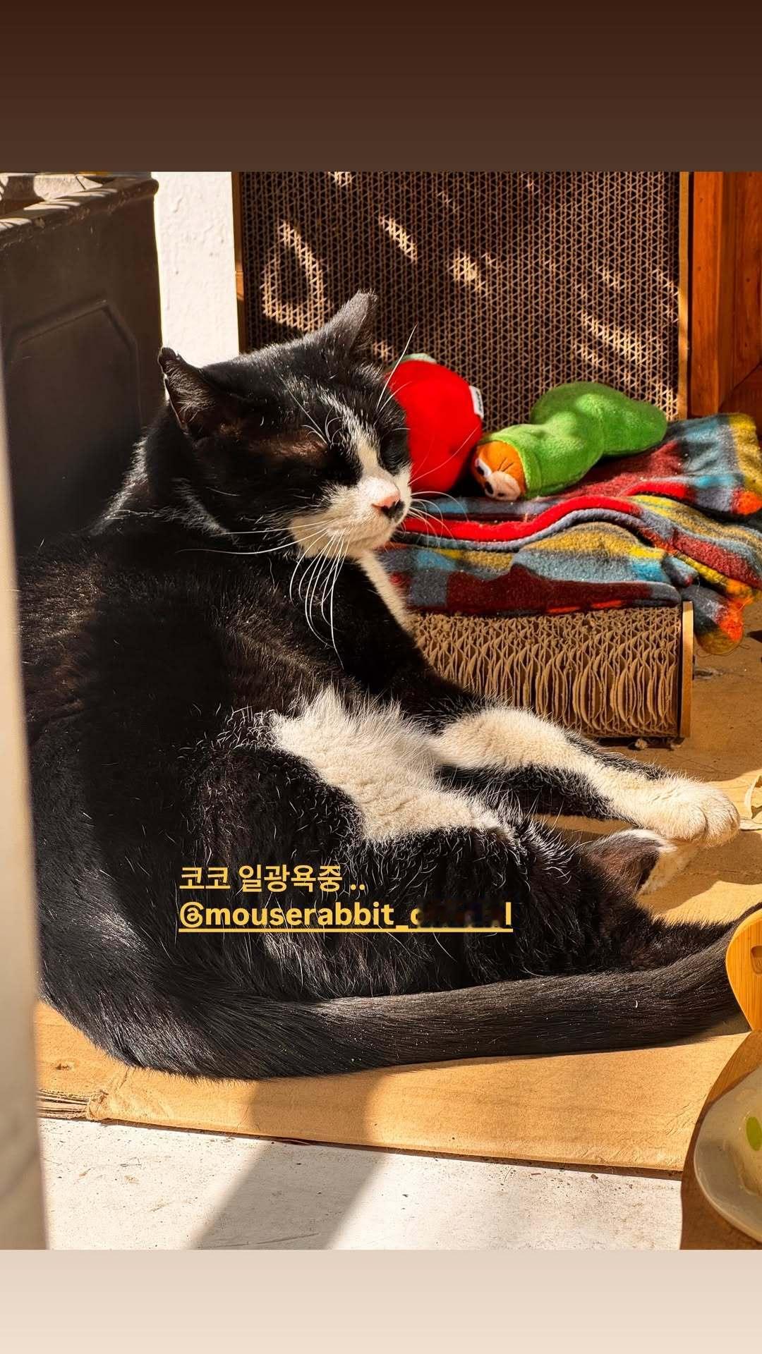 “CB百蓝_。260224金钟云 ins story更新：Coco正在晒日光浴.