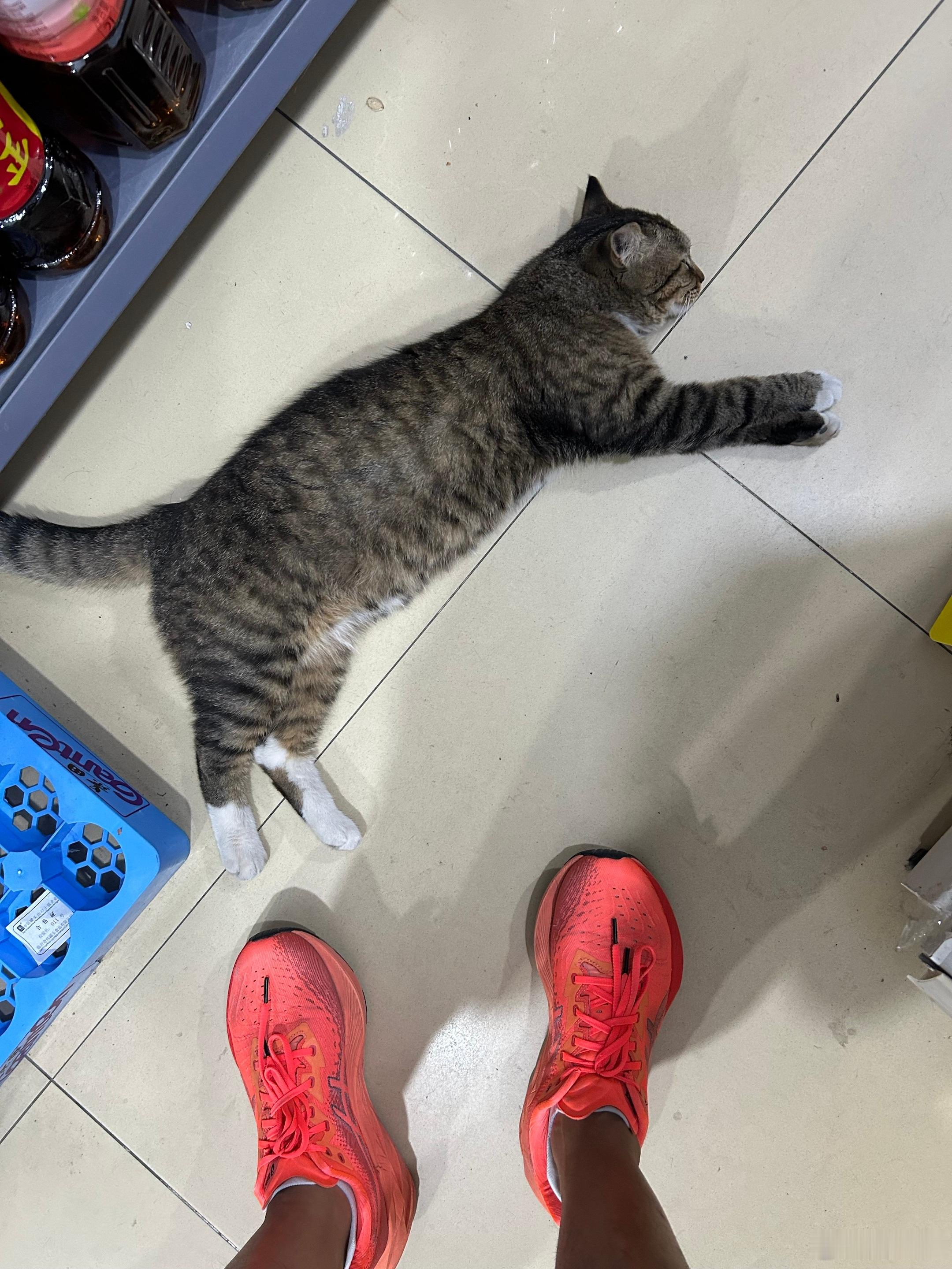 有几次帮朋友去喂猫，就是这样的。他家三只猫，英短和狸花特别怕人，基本上我开门进屋