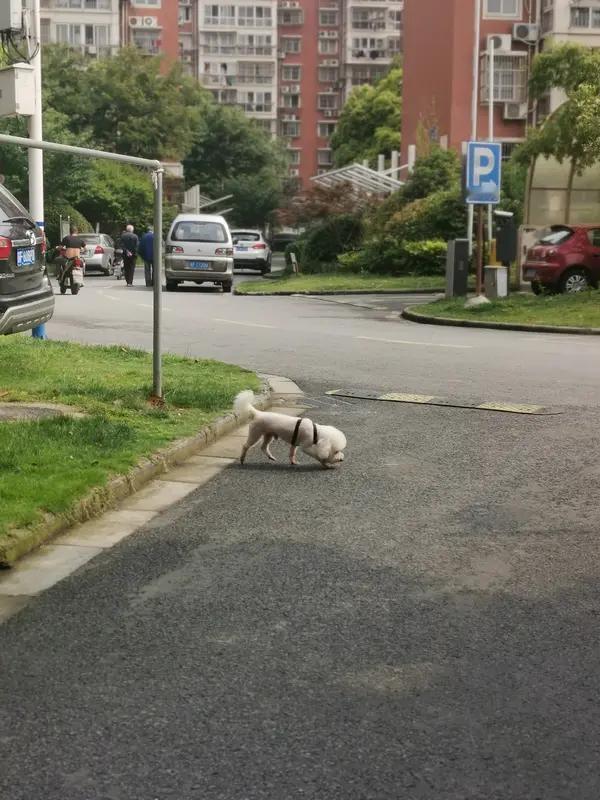 小区不让养狗我是赞成的！
不养狗的人觉得狗叫扰民、粪便不清理、遛狗不牵绳，影响生