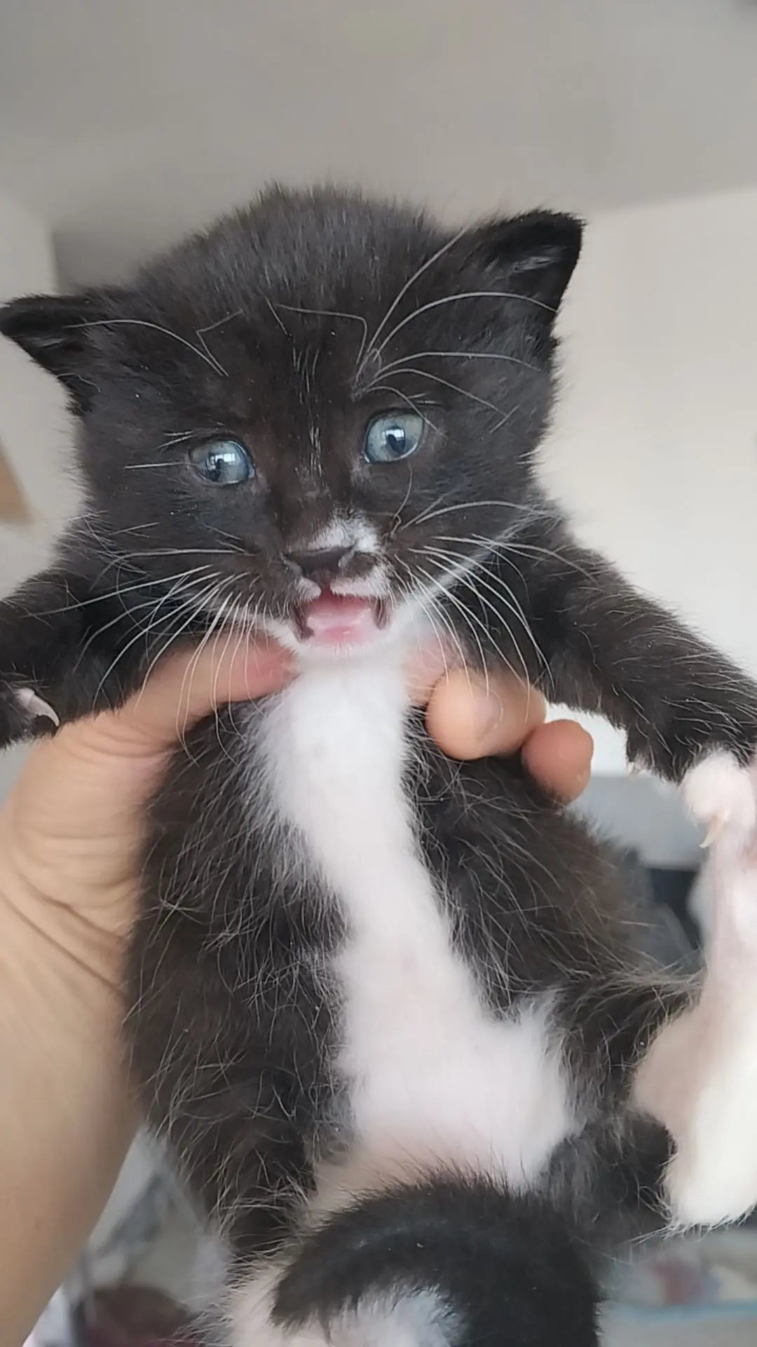 这个小家伙是我大奶牛的孩子，大奶牛是个有灵性的猫孩子，春节放鞭炮他就失...