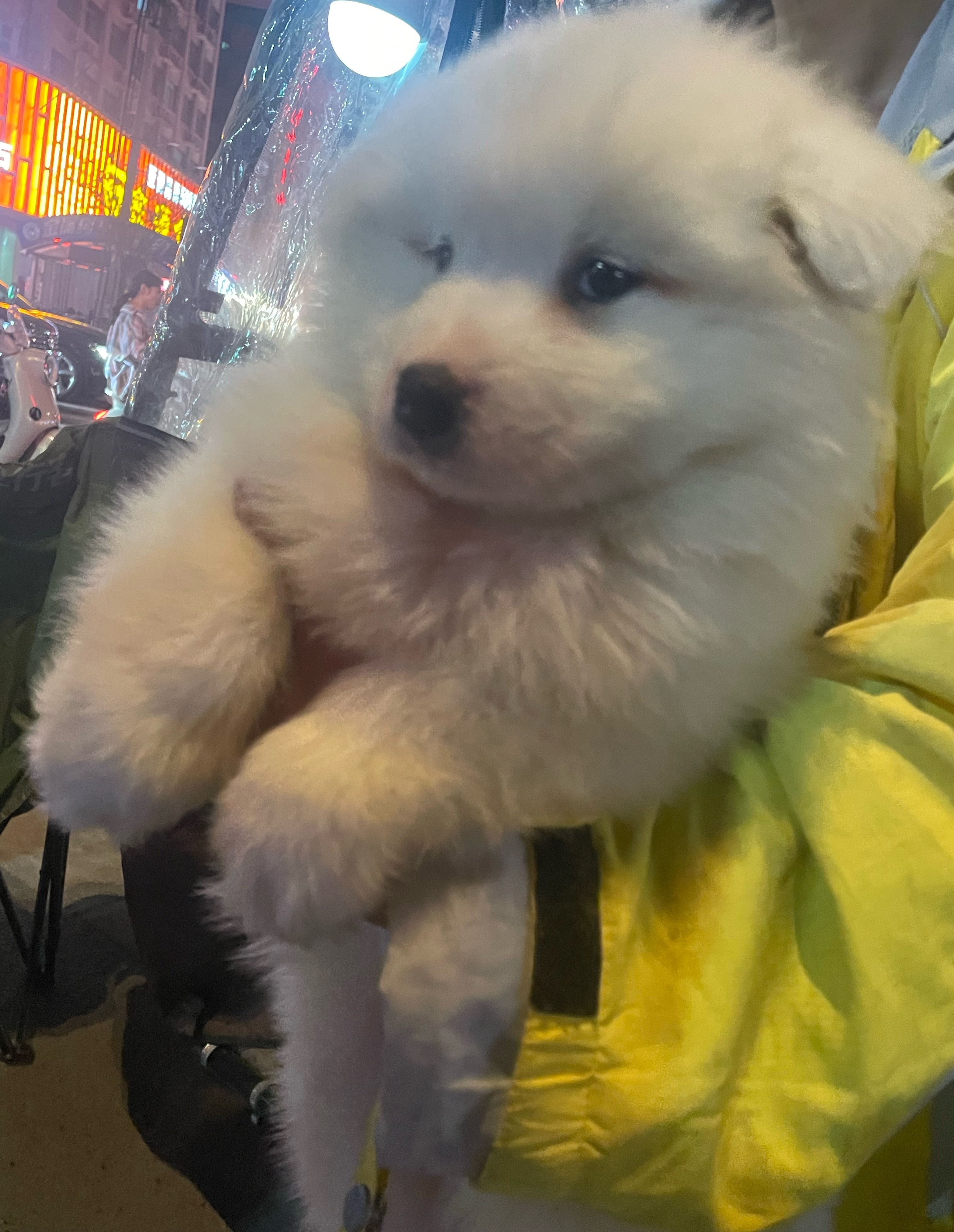 肥嘟嘟的萨摩耶🥰 