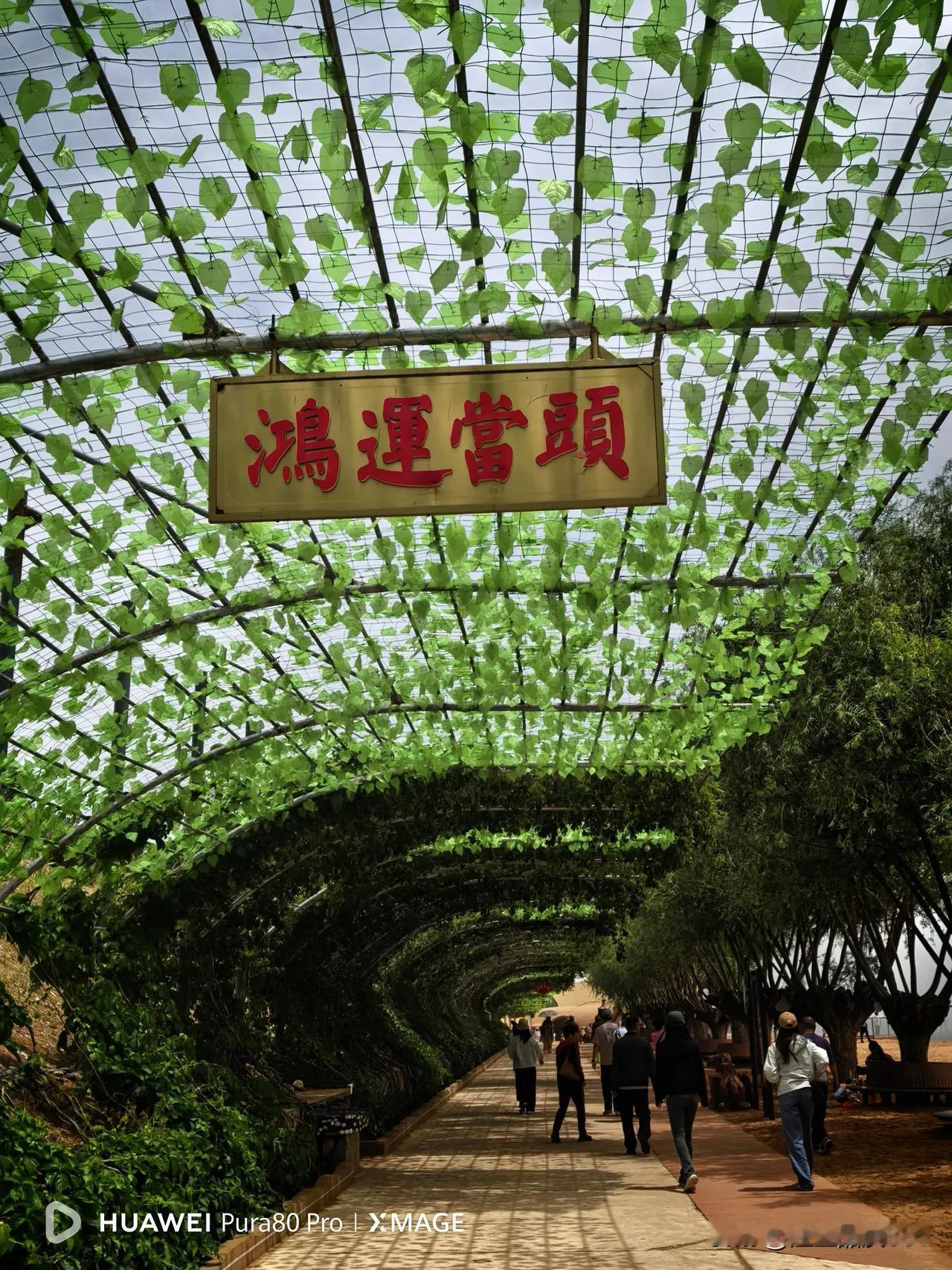 分享一下你随手拍下的照片鸿运当头，这是从沙坡头通往黄河岸边往返双向滚梯的唯一通道