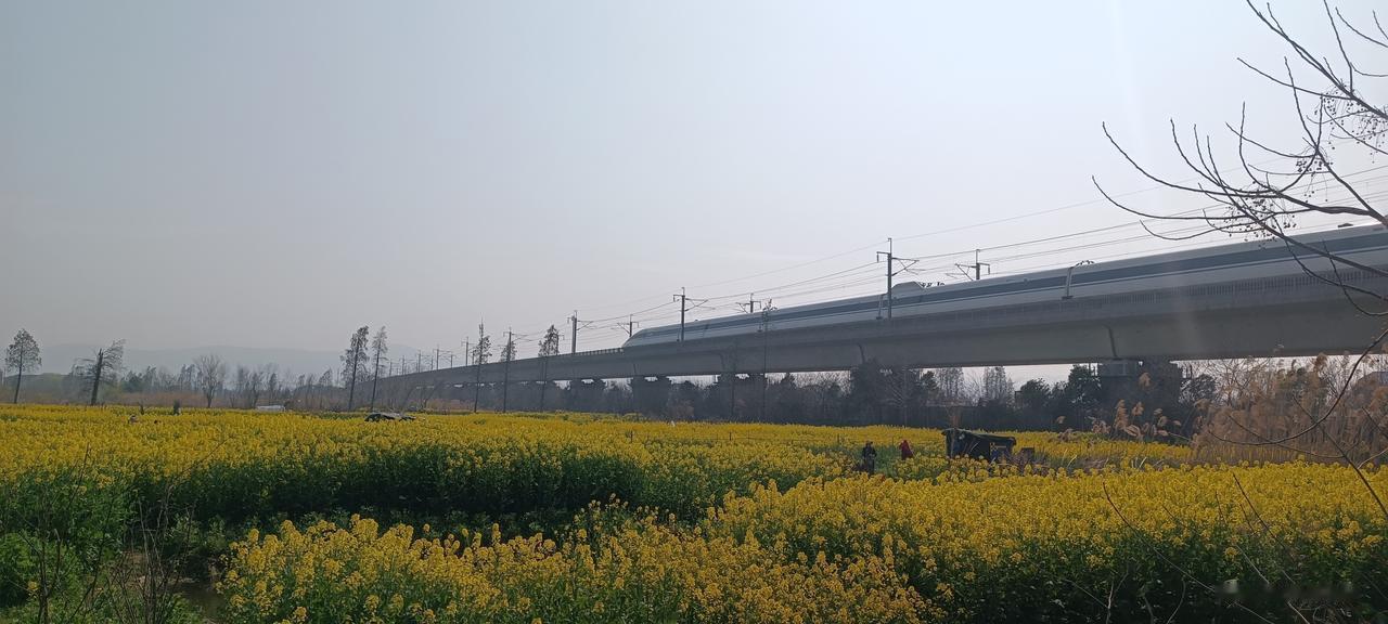 高铁穿行花海？
听说宜兴能看到高铁穿行花海的奇观，上周六，特意赶到丁蜀镇莲花荡生