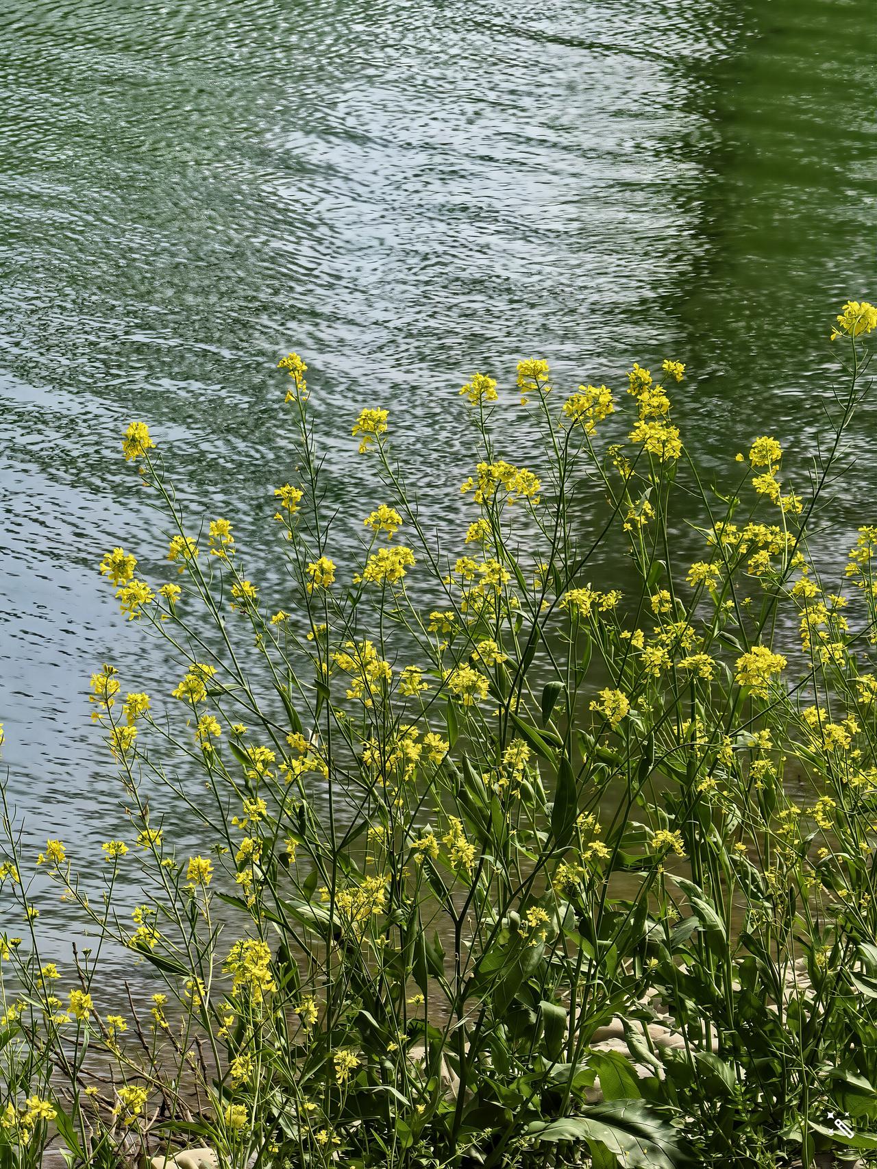 圣人悟道见性以后，心通天地万物。圣人采到天地之气以后，气通天地万物。这时候的圣人
