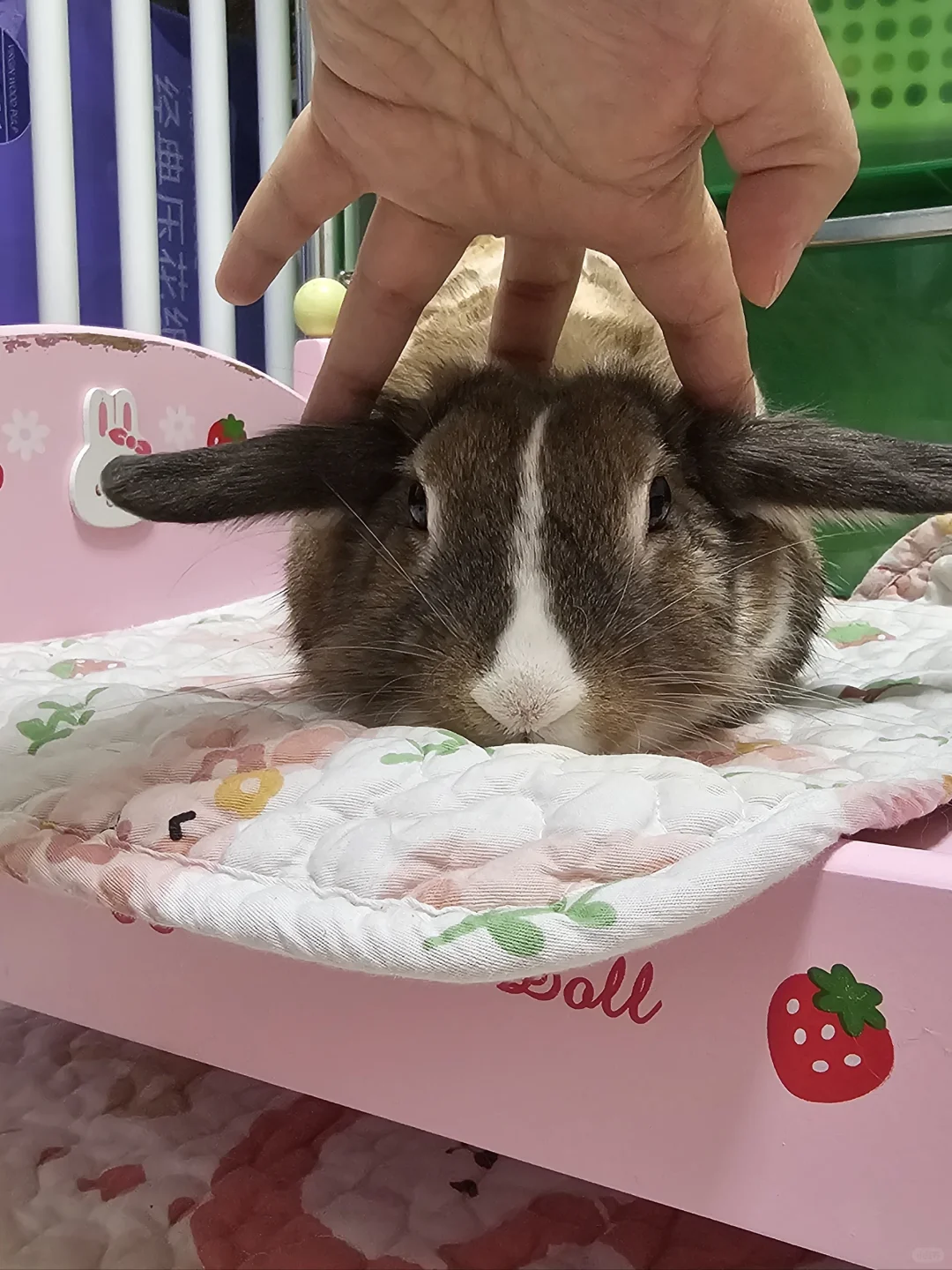 新领养的垂耳兔耳朵不垂，求大家帮忙看看