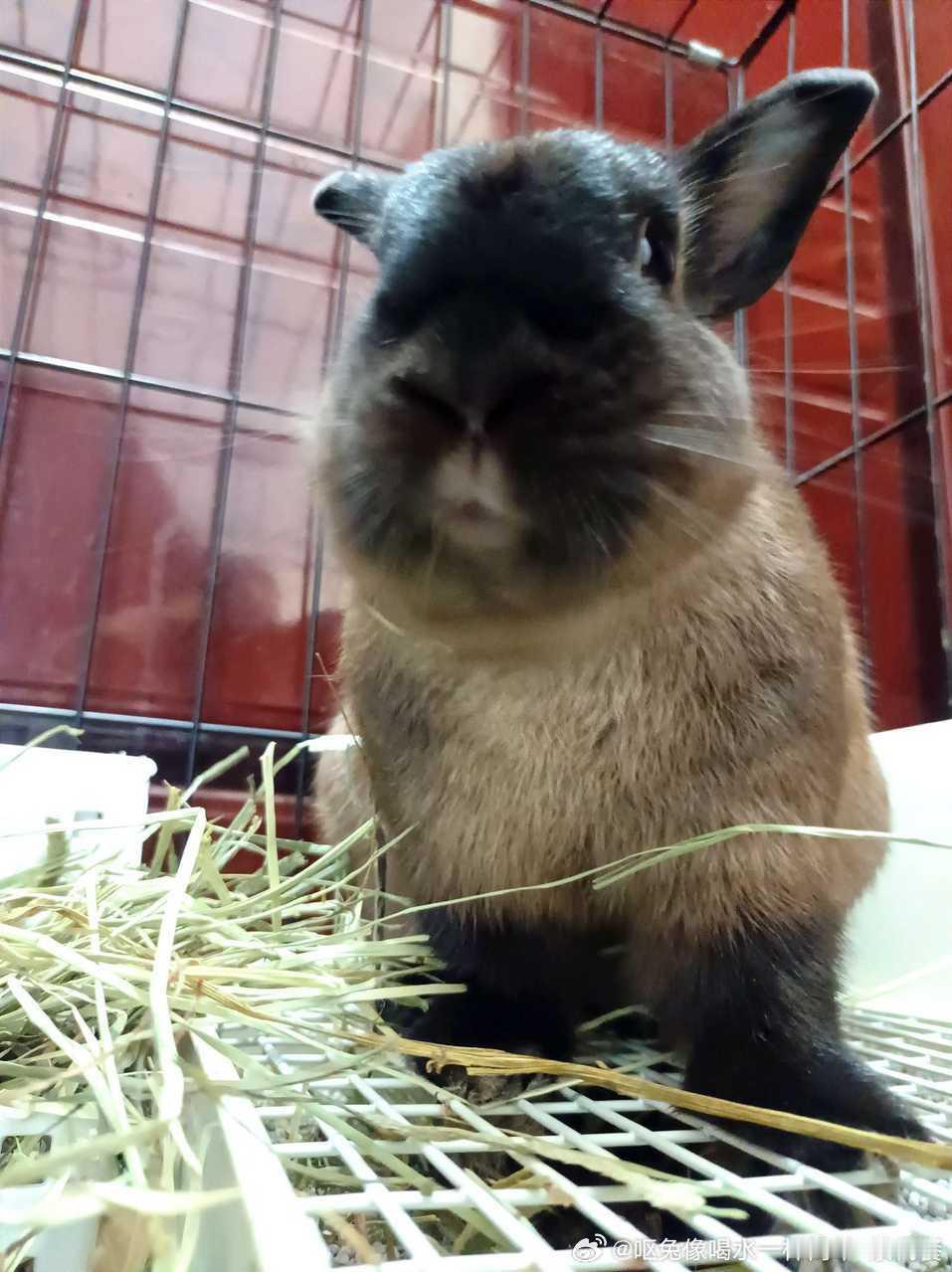 13689🐇【🐰】这样的孩子基本都很呆傻 