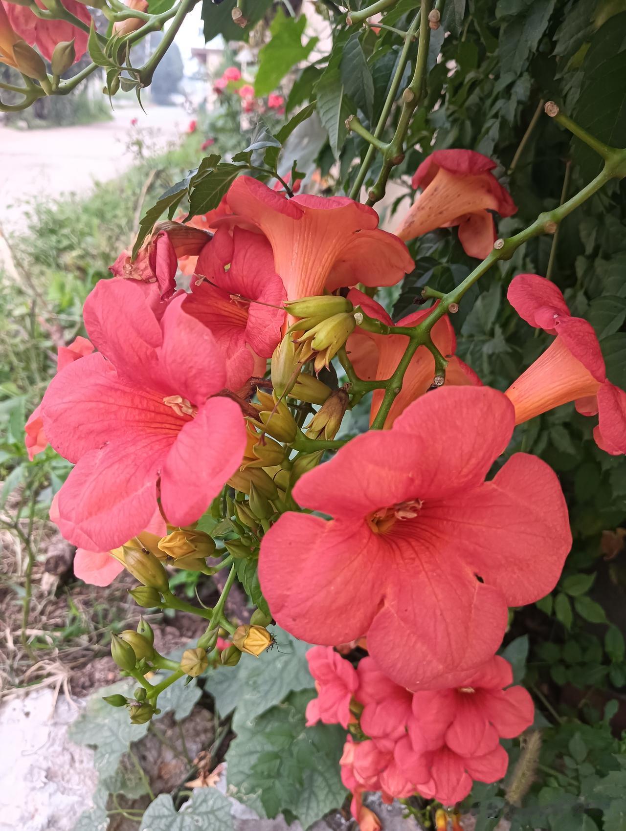 夏日生活打卡季这花🌸开得正艳，凌霄花🌸太美了吟，花期长，天天娇艳欲滴，令人心