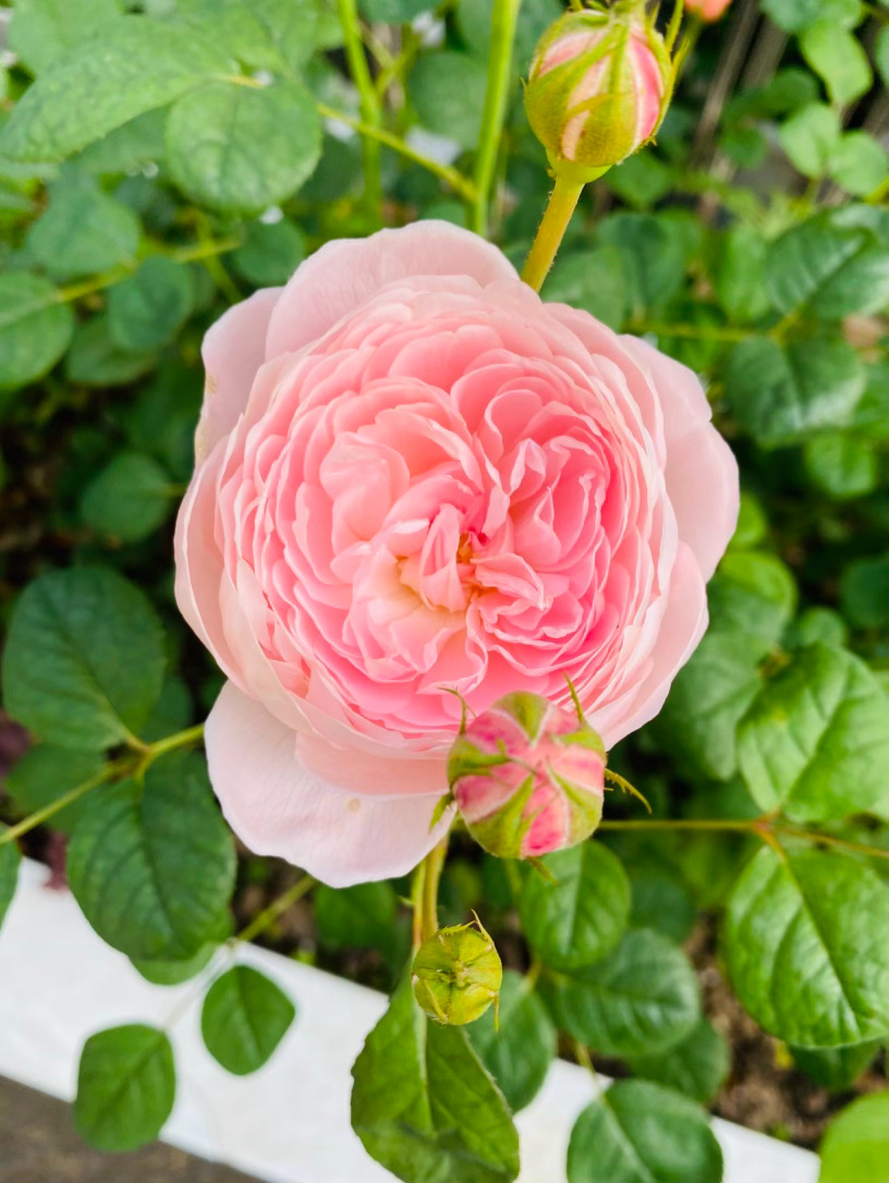 生活手记记录真实生活摄影摄影摄影 你如一位戴着蜜桃粉轻纱的少女，从奥斯汀的英伦花