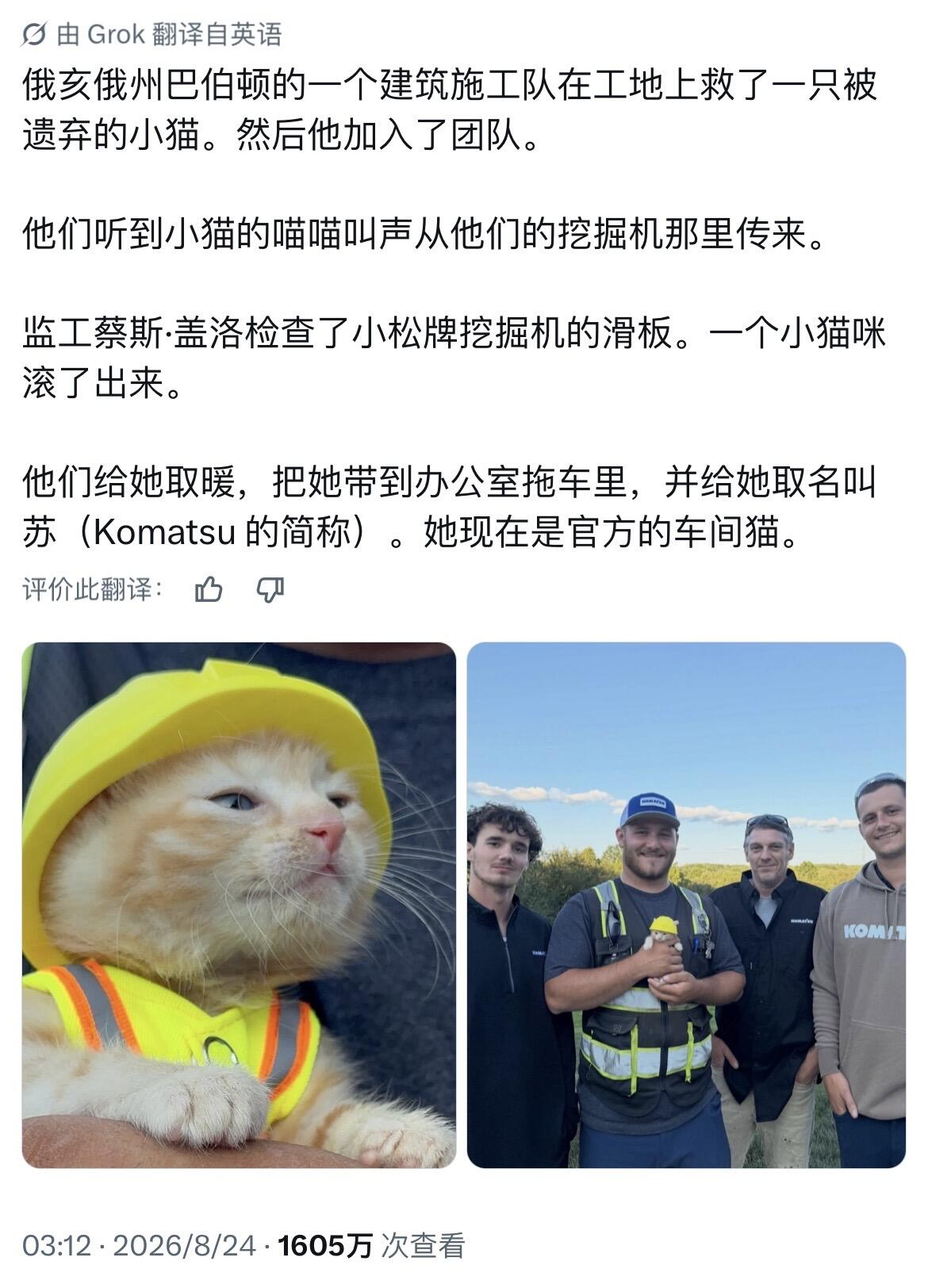 在建筑工地发现的小猫咪成为了团队新成员 ​​​