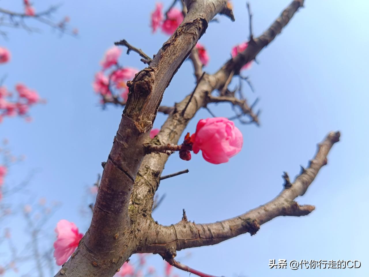 不禁哼唱起了那一首歌：
在那桃花盛开的地方，
有我可爱的故乡...