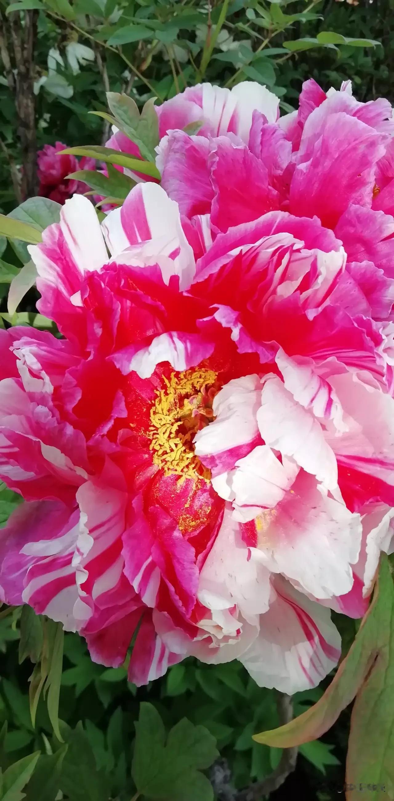 谷雨前后，其他花朵渐渐失色，唯有牡丹惊艳登场，人们扶老携幼去观赏。
牡丹的颜色和