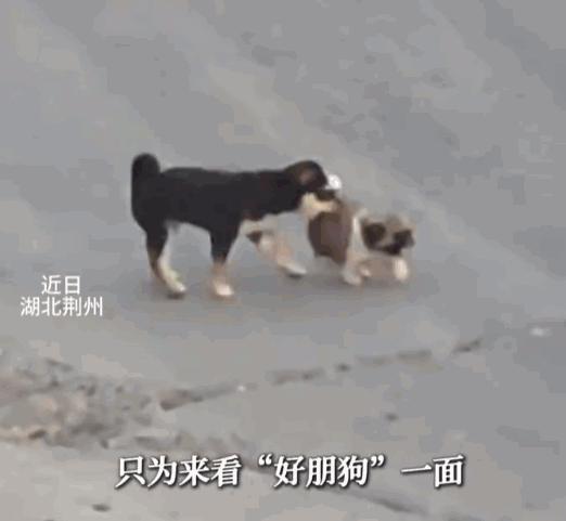 天世界之大无奇不有！7月8日，湖北荆州，一只小黑狗，为了能天天和长江对岸的“好哥