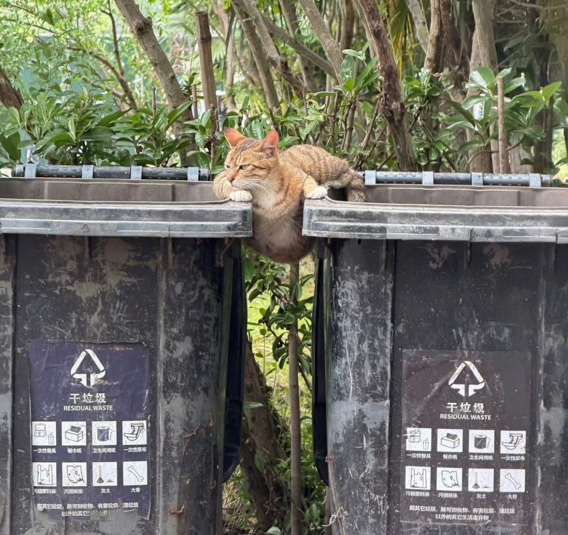 小猫臂力惊人 肚肚逼人要不是小猫苦苦支撑 这俩垃圾桶早就倒了 