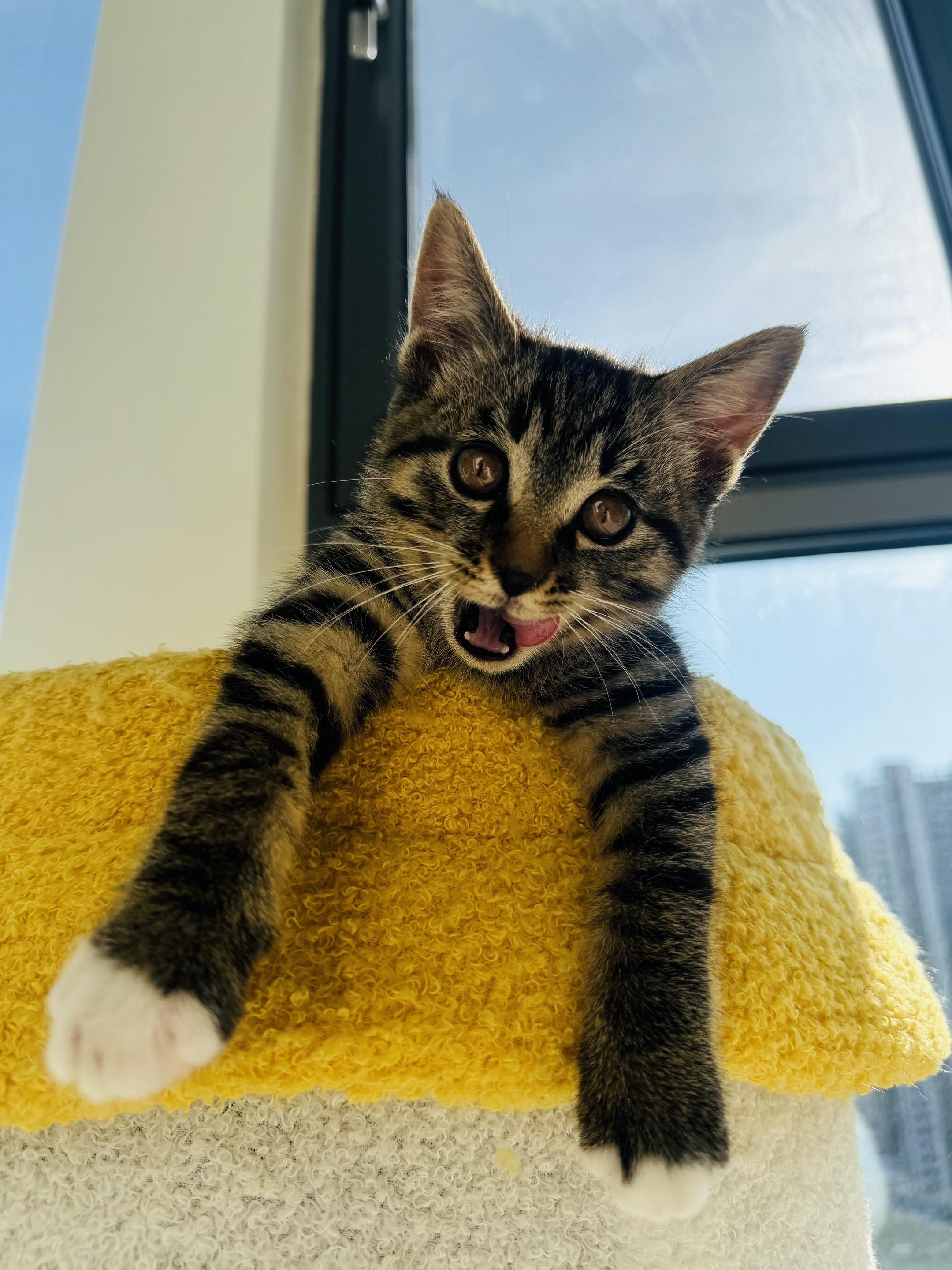 小猫也有威风凛凛感！