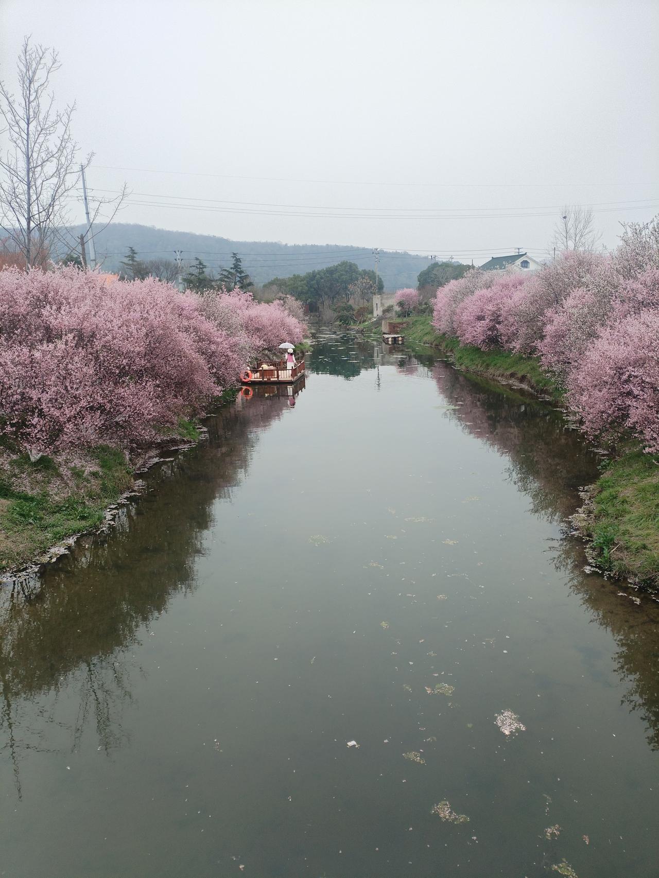 有没有腊梅花的照片发表