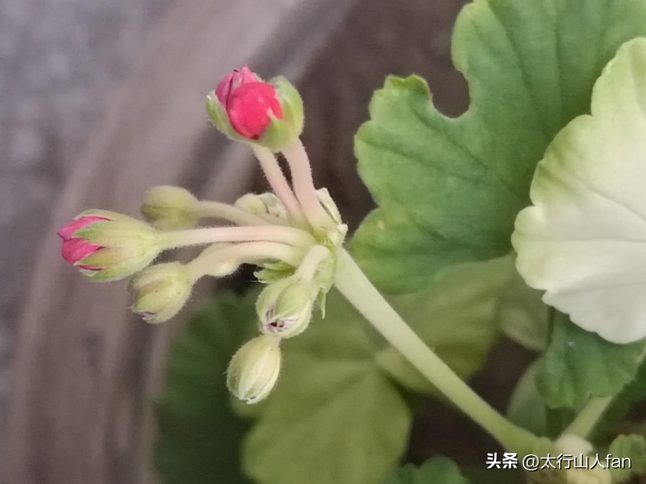 天竺葵花苞✨静待花开的过程，治愈。（2026-8-9）