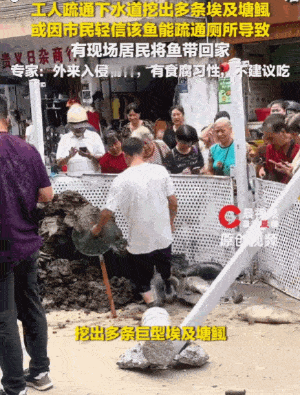 别把无知当胆大！广东连州，工人在一处下水道疏通时，从淤泥和污水中挖出了多条埃及塘