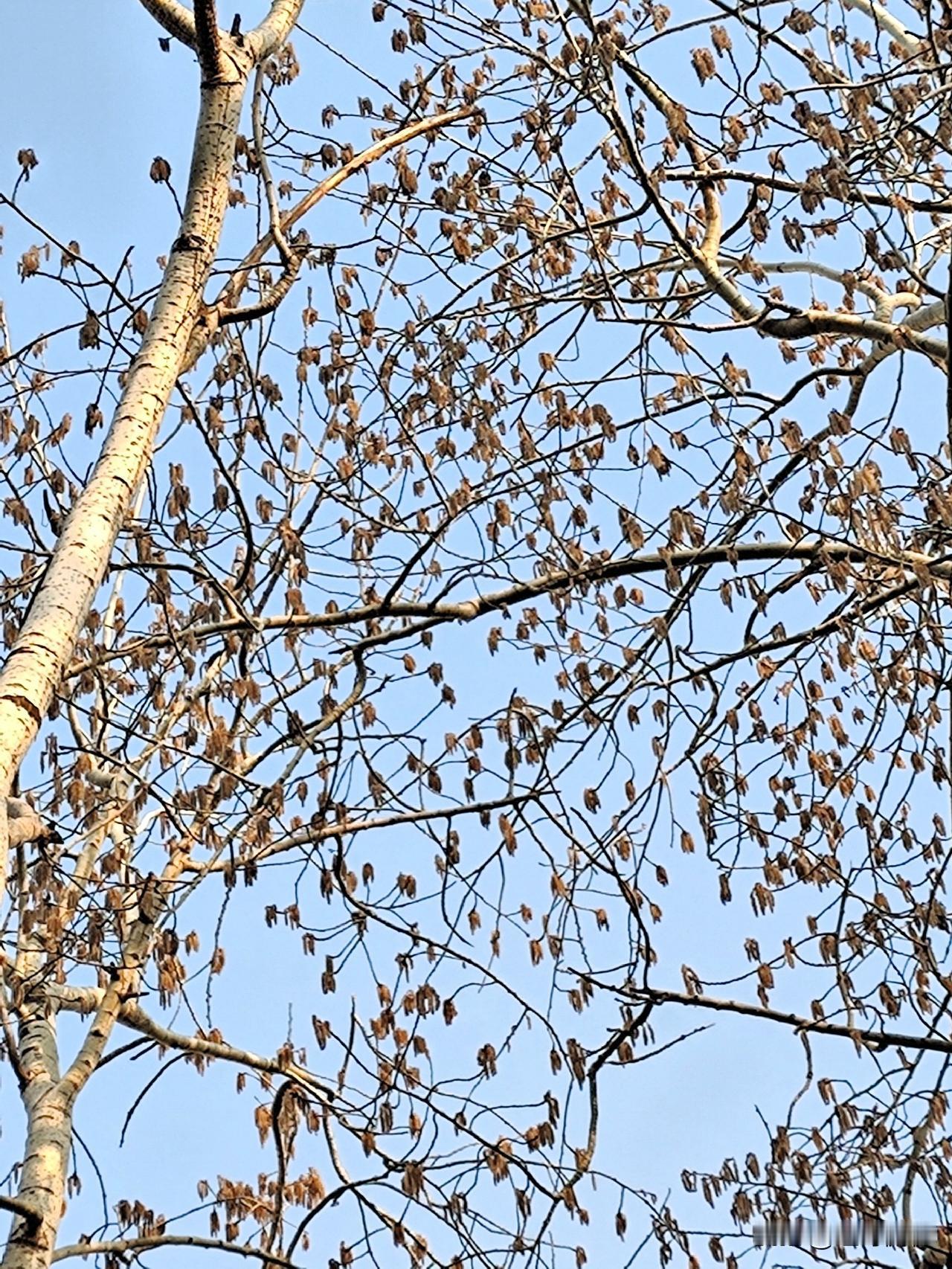 春天是万物充满欣欣向荣活力欲发的季节