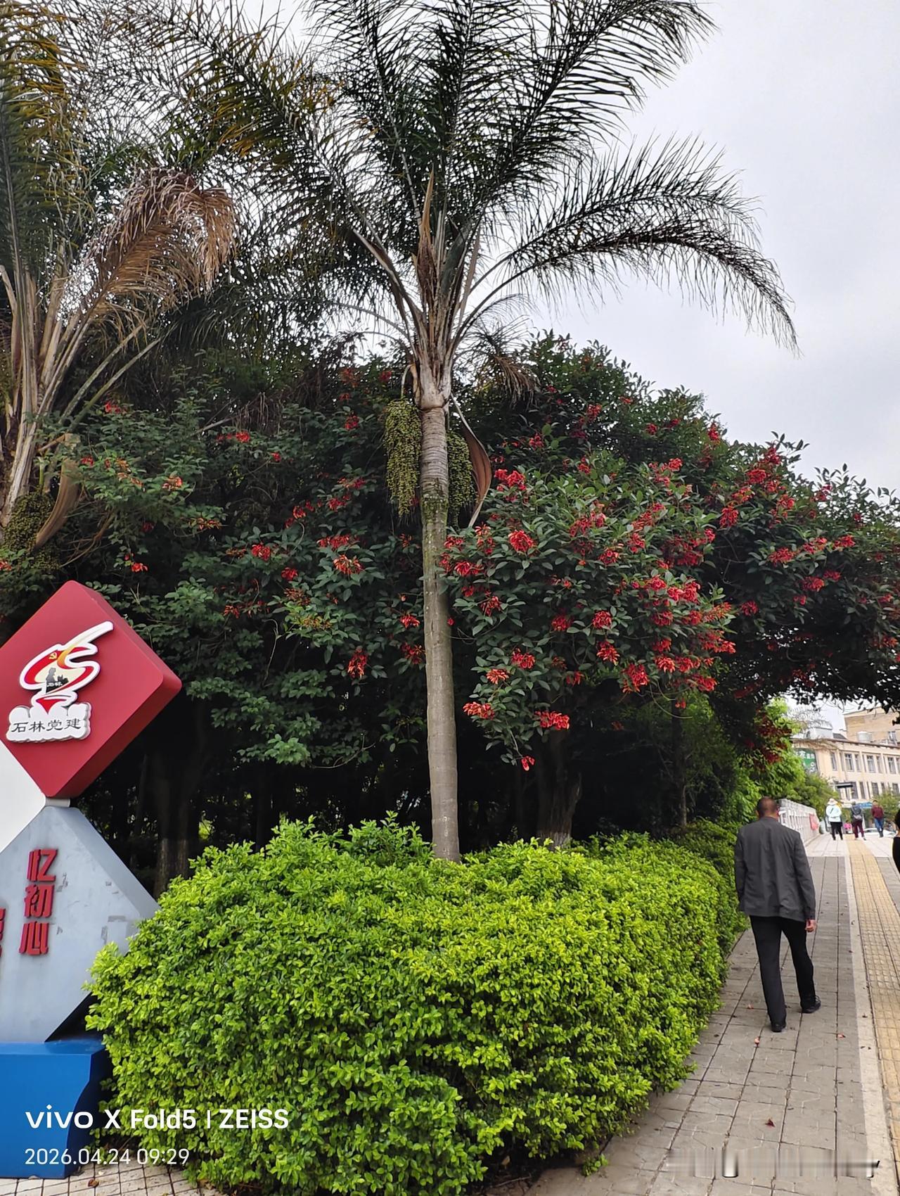 我的家乡很美，夜雨过后的清晨，空气清新，沁人心脾。沿着家乡的母亲河来回1万多步，