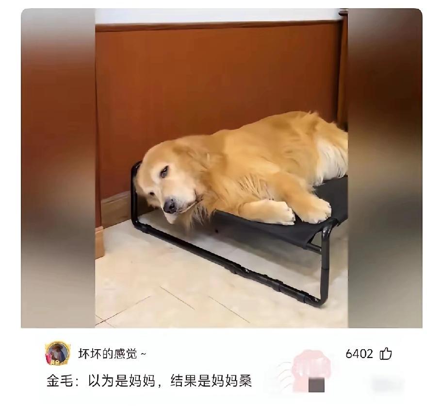 一狗子因为颜值高被拉出去配了两次，赚了4000，回到家都不玩了，一直不动。
在宠
