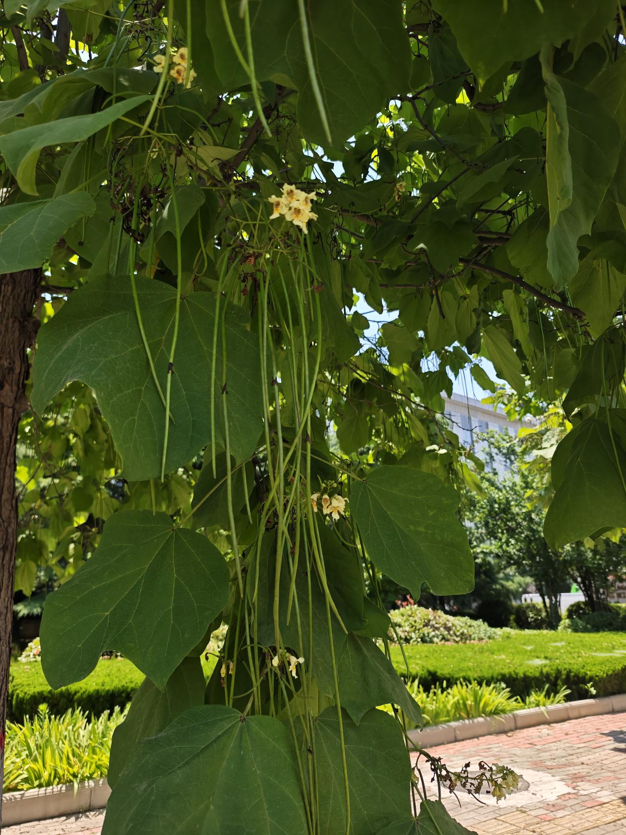 你相册里最近一次的植物的照片看看这是啥？