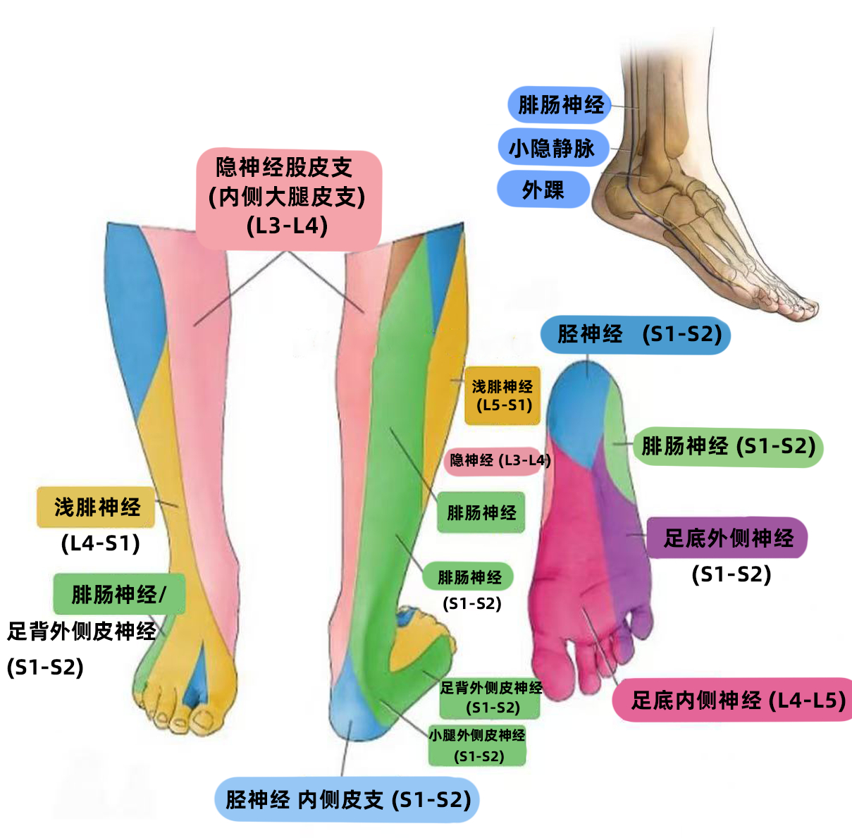 神经 来看你的小腿神经——下面这张图，就标注了小腿常见神经支配的皮肤感觉区域，如