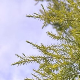 黄金香柳（千层金）种植：1、光照：喜光，每天需6-8小时直射光，光照不足叶片易变