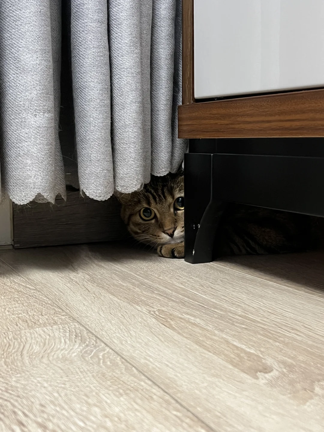 i人养i猫