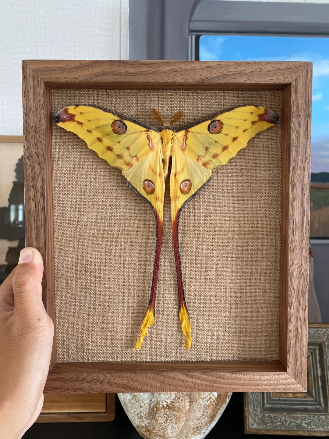 在家搞标本的日常