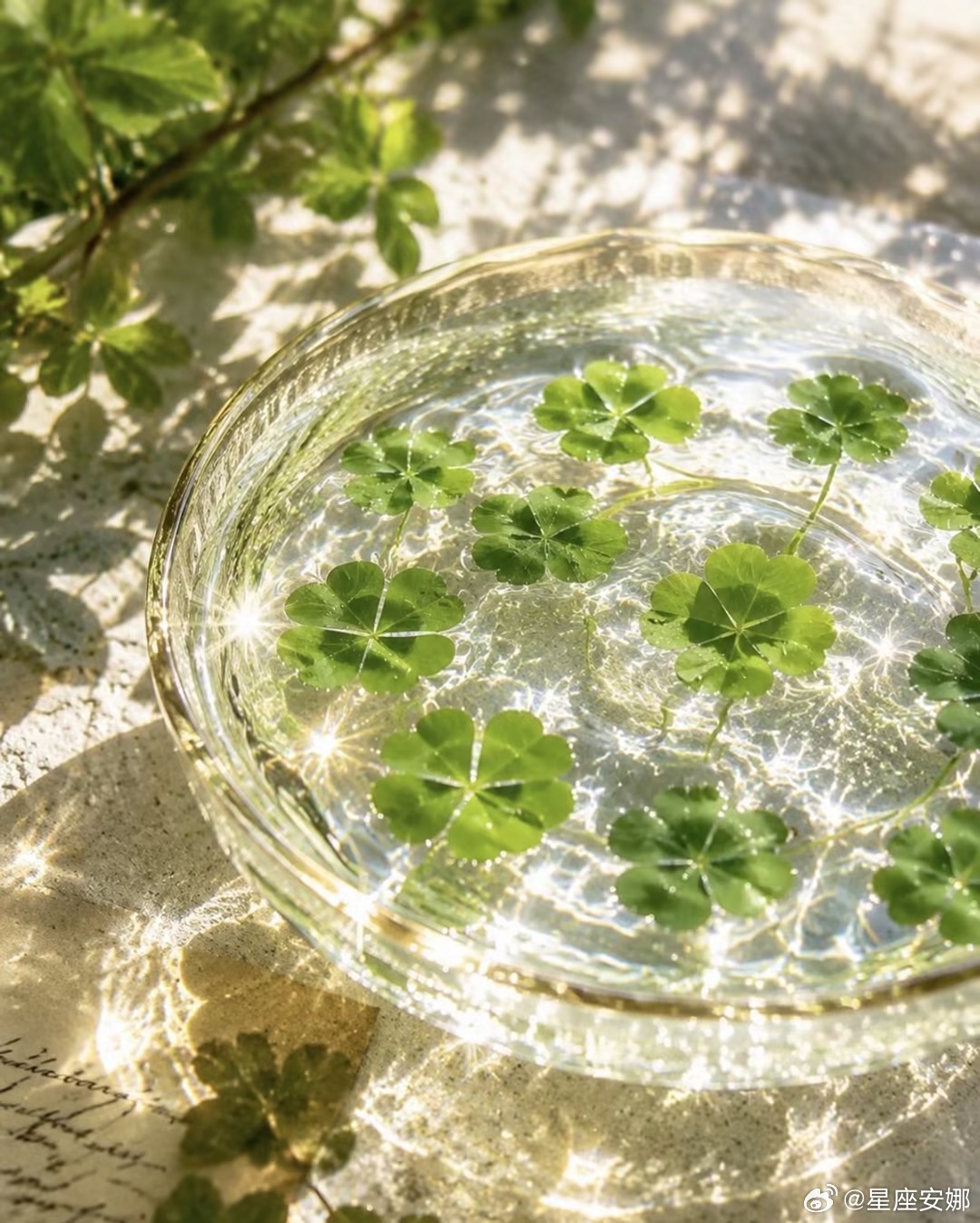 🍀幸运四叶草，点赞接住属于你的好运，所有美好正在慢慢奔赴你 ​​​
