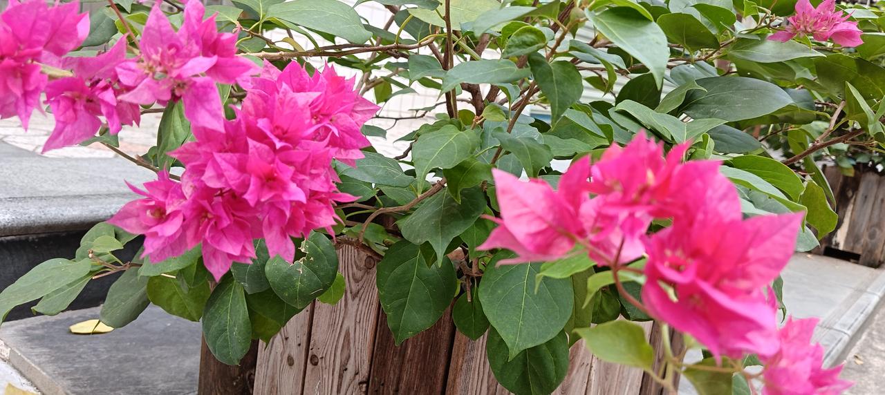 《秋天三角梅》秋天是千山万林枯黄落叶的时节，三角梅却以它们独特的姿态，绽放出粉红