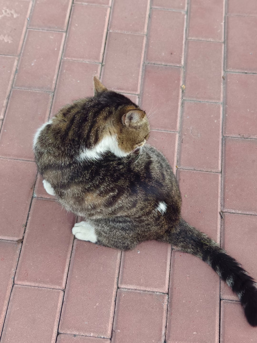 太萌俩猫 