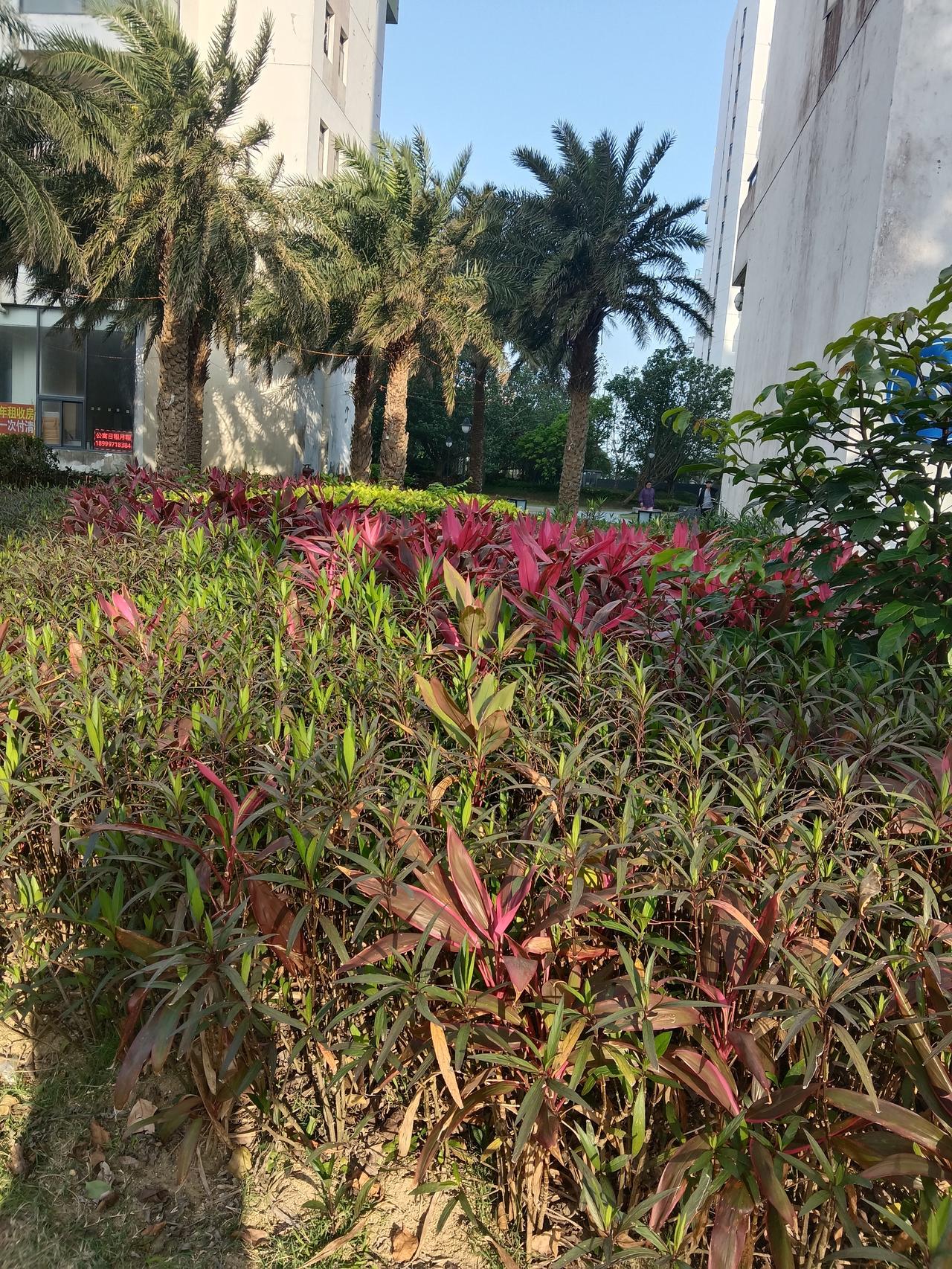 有没有漂亮的花朵图片吗