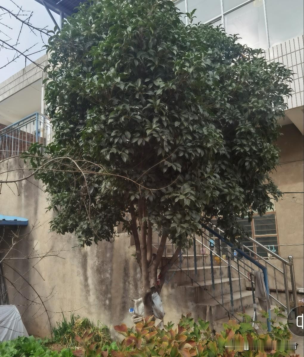 瞧，这棵桂花树也太像样了！圆滚滚的树冠跟个大绿球似的，叶子密得能遮半段楼梯。现在