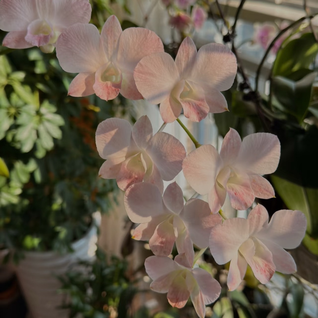 石斛兰的核心种植方法：1. 栽培方式：1️⃣附生（模拟原生环境）：绑在树干、蛇木