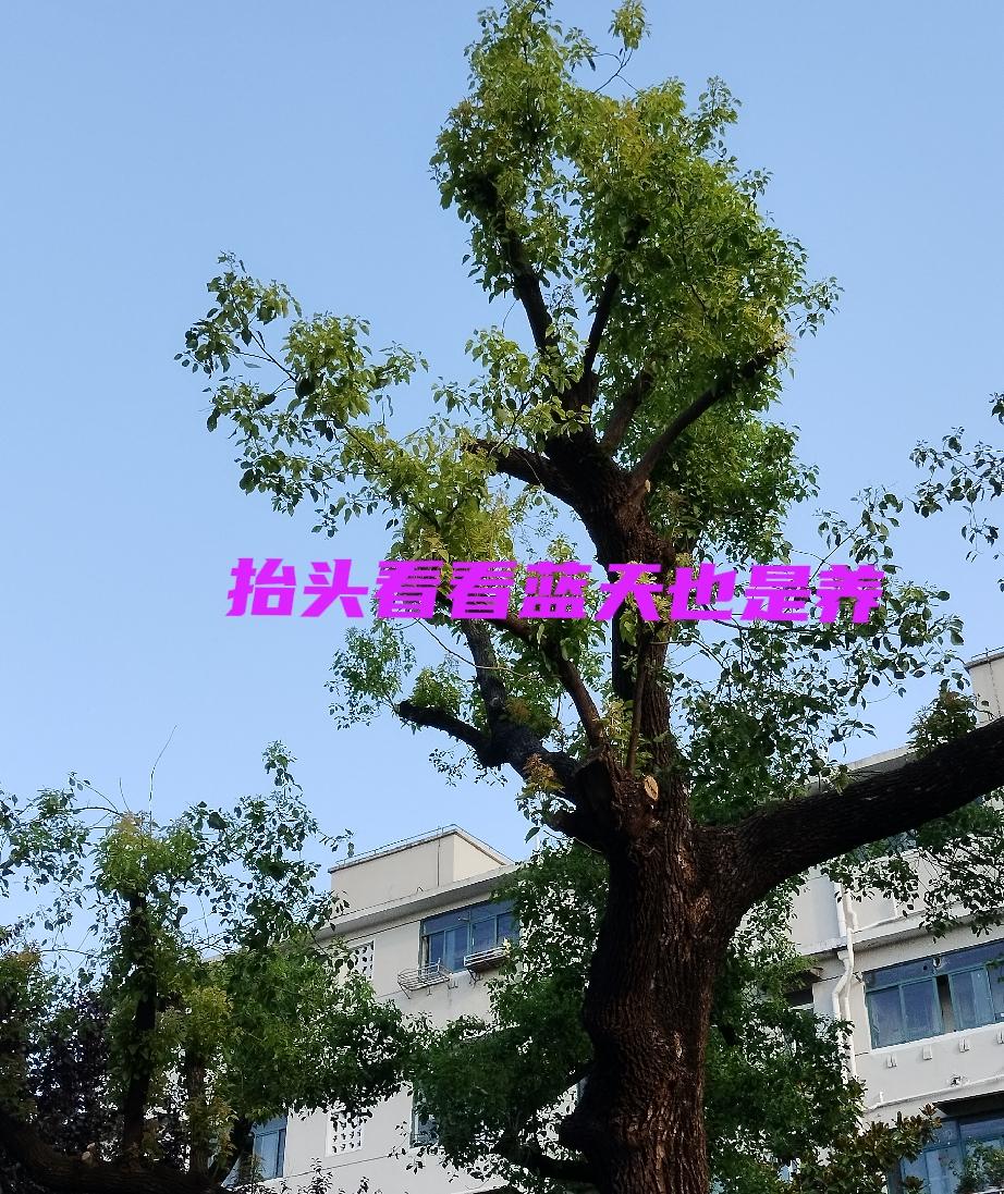 每天给身体暗示，给自己祝福。
要想胖起来，我现在就不怎么动，许多时候都是躺着。