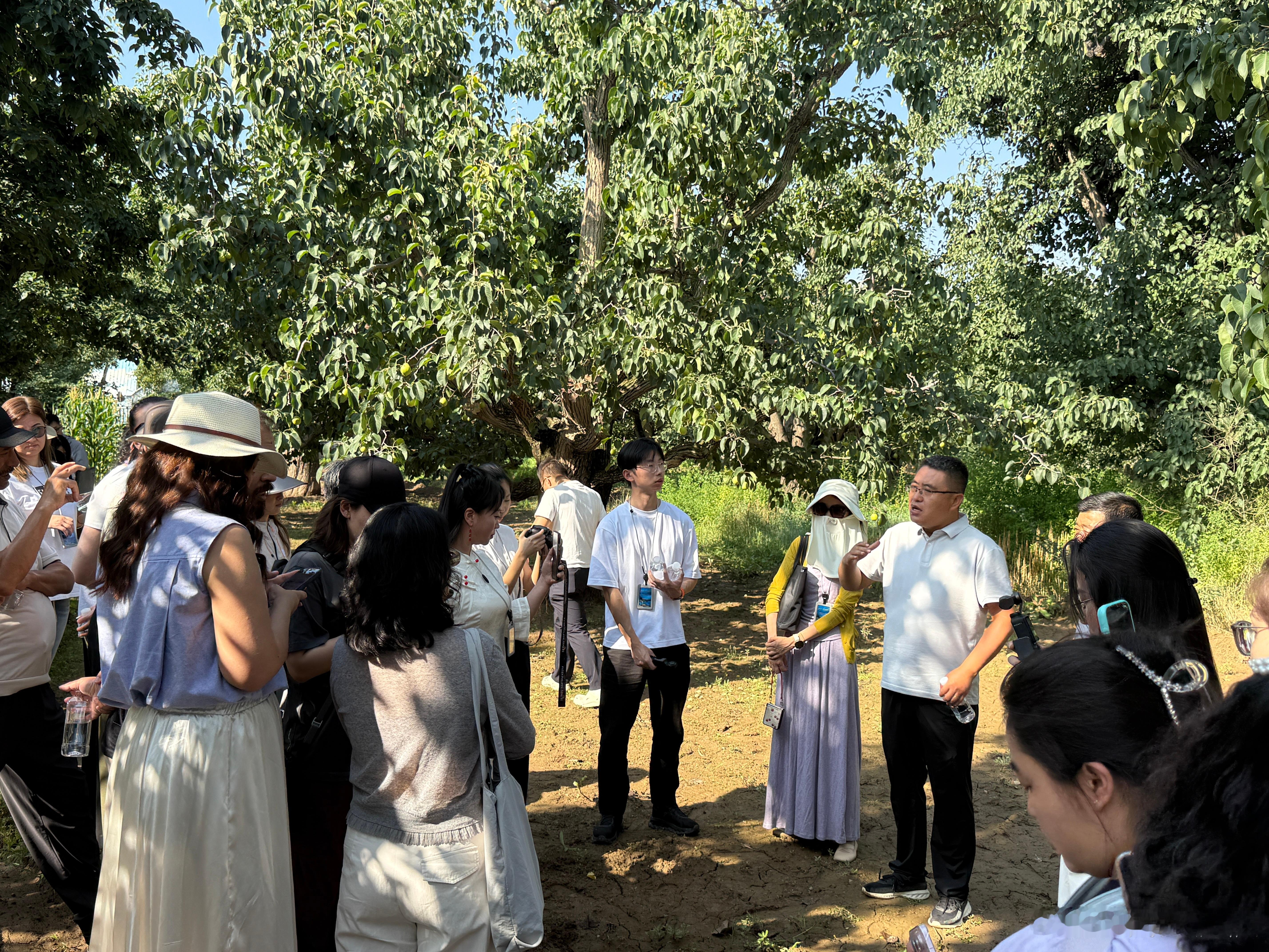 在人文生态博物馆里重识“农业文明”外媒探秘兰州什川古梨园 参访最后一站，什川古梨