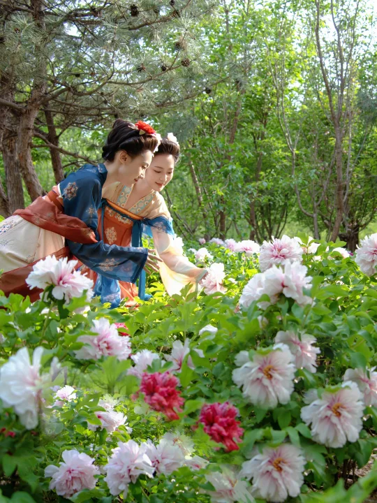 不必洛阳！京城的国色芳华在这一刻具象化