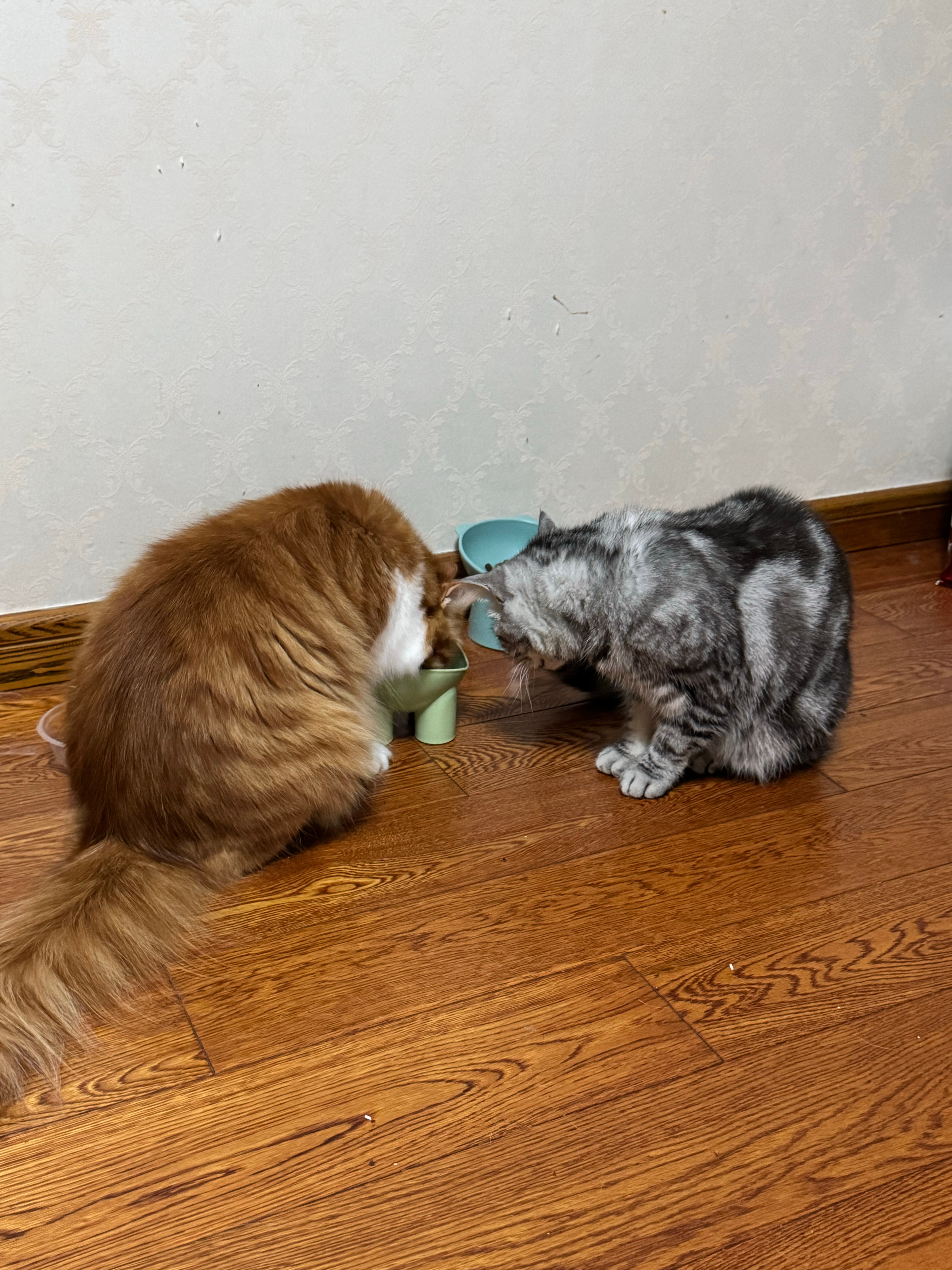 虽然包包平时会动手打猫但就算流口水都要下来了也不会去抢东西吃 ​​​